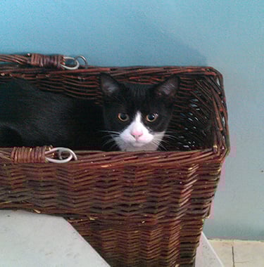 Beautiful Hector sitting in a wicker basket