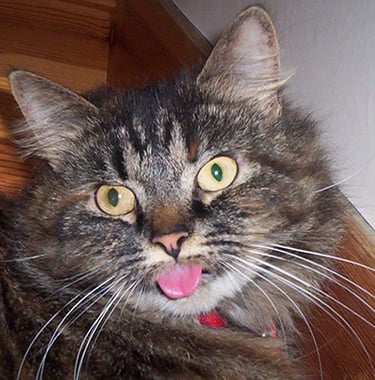 Tabitha in classic pose with her tongue out!