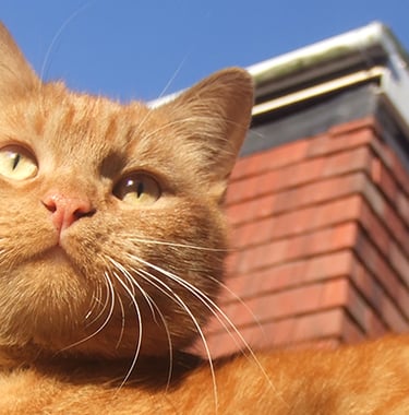 Tiga looking over the top of the camera on a warm sunny day