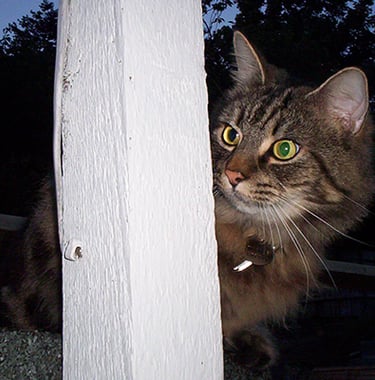 Toffee looking out from behind a wooden post