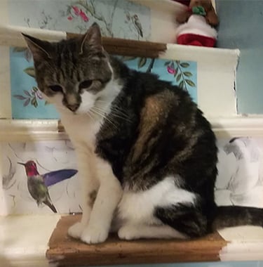 Winnie looking inquisitive whilst on the decorated staircase