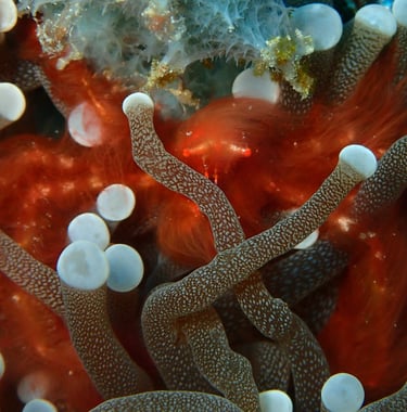 Orangutan Crab | Bogani Explorer