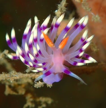 Bogani Explorer