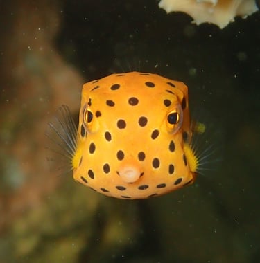 Yellow box fish