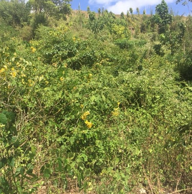 Land for Sale Trinidad