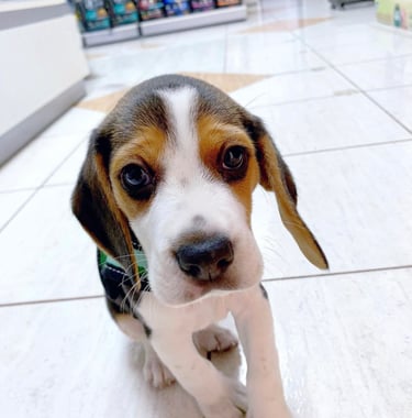 Beagle-Welpe stehend
