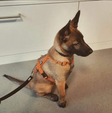 belgischer malinois welpen