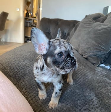 "französisch bulldoggen