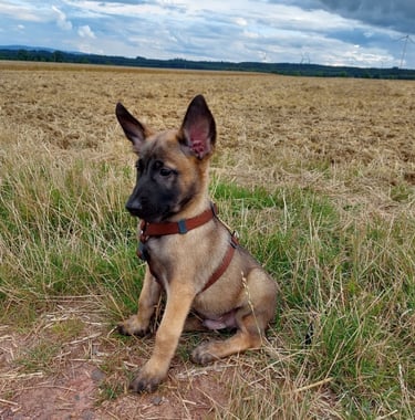 belgischer malinois welpen