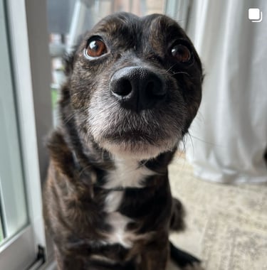Pet Sitting Valencia