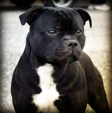 staffordshire bull terrier campione italiano enci nero