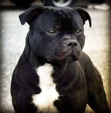 Testa di Staffordshire Bull Terrier esemplare adulto nero Campione Italiano di Bellezza Enci FCI