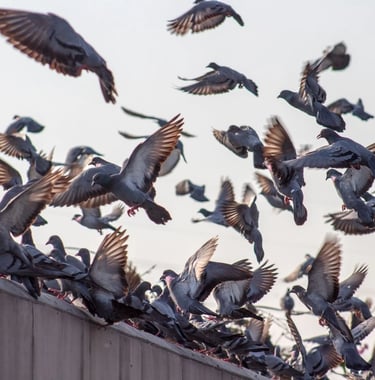 population de pigeons sur un bâtiment - Falco Eco Solutions