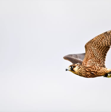 faucon en vol - Falco Eco Solutions