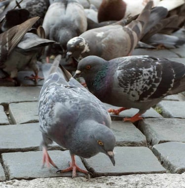 Pigeons en plein centre-ville de commune