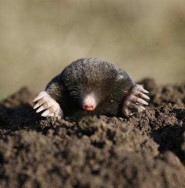 taupe sortant de sa taupinière - Falco Eco Solutions