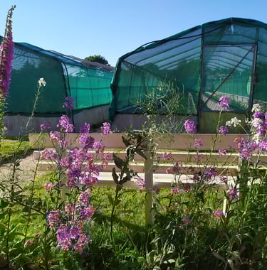 Héliciculture à Cap'Hélix- 29700 GOULIEN