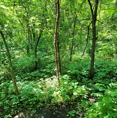 Vine mock scrape for deer hunting