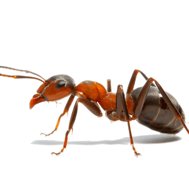 fourmis charpentière