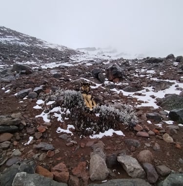viajar al Chimborazo