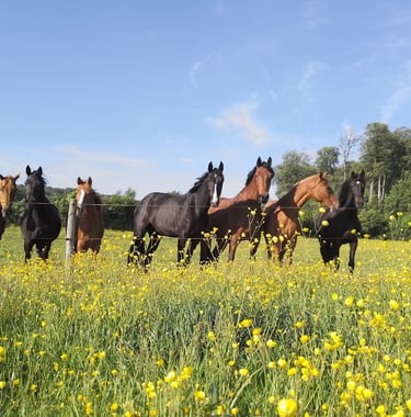 Nos chevaux pensionnaires du Manoir de Follemprise