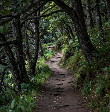 A sophisticated shot of a mountain trail winding through ancient trees, captured in soft, filtered sunlight. The palette includes deep forest greens and #1C2C39 shadows.