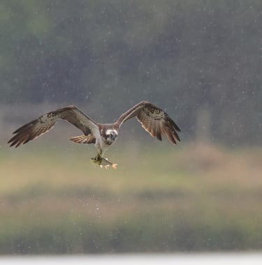 a bird with a fish in the air