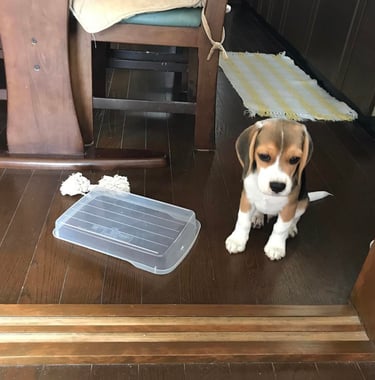 Beagle-Welpe stehend