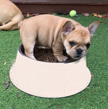 "französisch bulldoggen