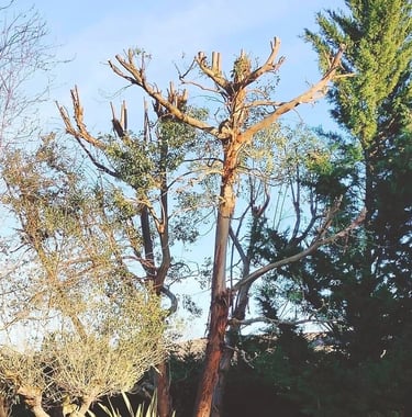 Un arbre avec les branches coupées, après élagage