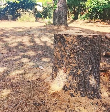 Une souche d'arbre après un abatage