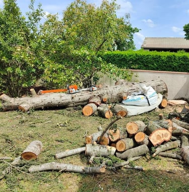 Un tronc d'arbre élagué, abattu et posé au sol