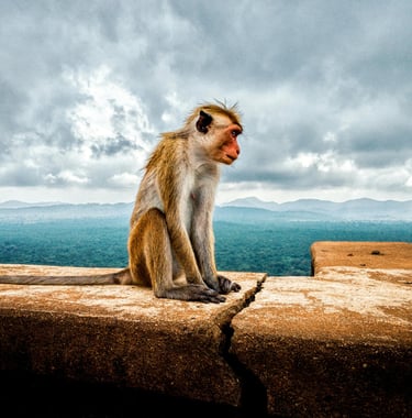 monkey indian sri lanka