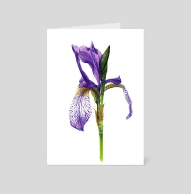 Siberian Iris greeting card