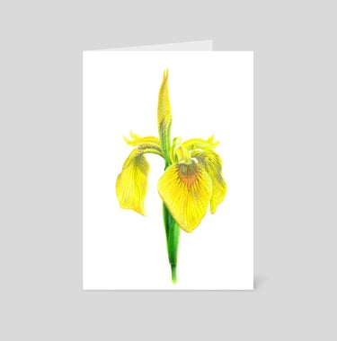 Yellow Iris greeting card