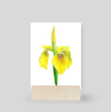 Yellow Iris mini print