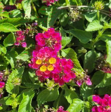 three pink-yellow Lantana Camara flowers