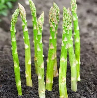 Aspargus