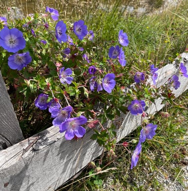 tiny purple Meadow Cranesbill blossoms