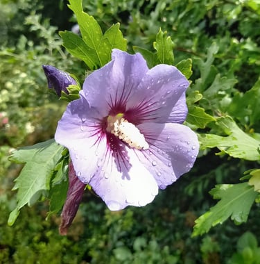 a purple flower with a green leafy background