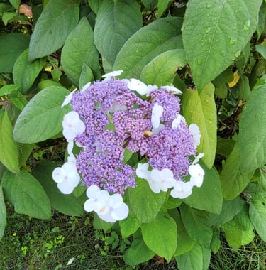 a purple and white flower on a green bush