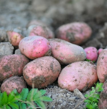 Sweet Potatoes