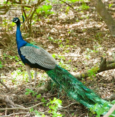 Beautiful Peacoks in Sri lanka