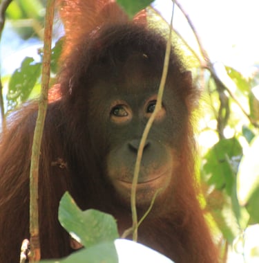 Orang Utan, Sabah, Malaysia