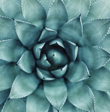 Image by erol-ahmed on unsplash