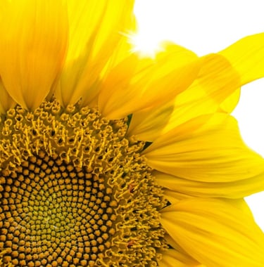 tournesol symbole lumiere interieure