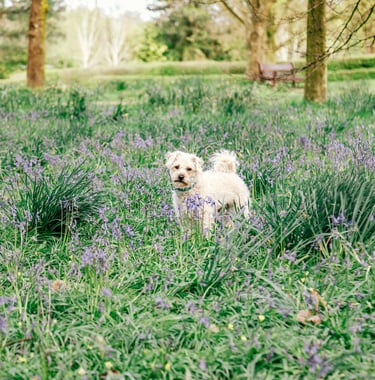 a dog in a field of flowers