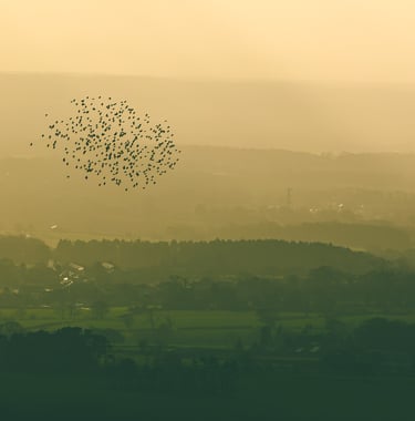 a flock of birds flying over green and warmly lit fields