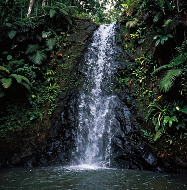 Photography of a hidden waterfall within a private estate in a Central American / Costa Rican jungle. Shimmering water against deep charcoal forest green rocks and vibrant tropical plants.
