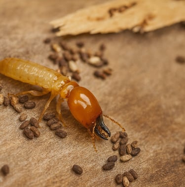 Close-up of a termite with reddish-brown head and pale body on damaged wood, surrounded by droppings